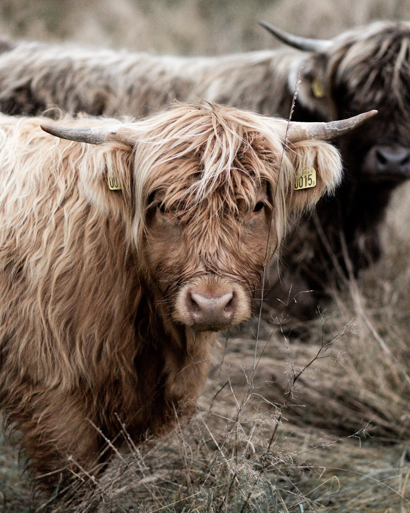 Highland cow