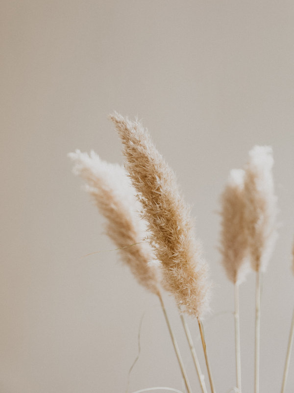 Pampas grass